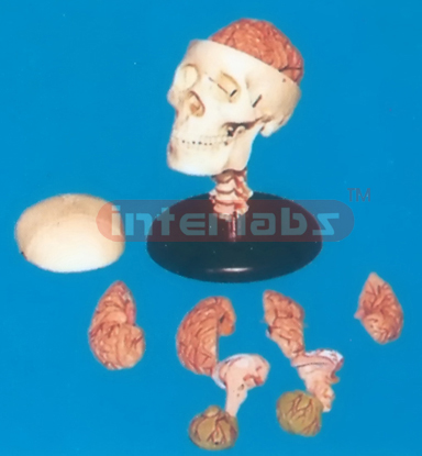 ADULT, BONECOLOUR SKULL WITH CERV. VERT. 8 PCS PINKISH BRAIN & PLASTIC ROUND BASE